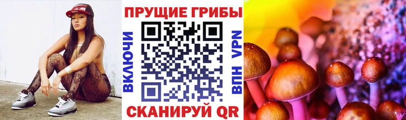 купить   Нижняя Тура  Псилоцибиновые грибы Psilocybine cubensis 
